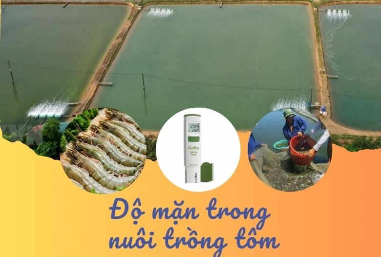 Độ mặn và cách kiểm soát độ mặn trong trong nuôi tôm